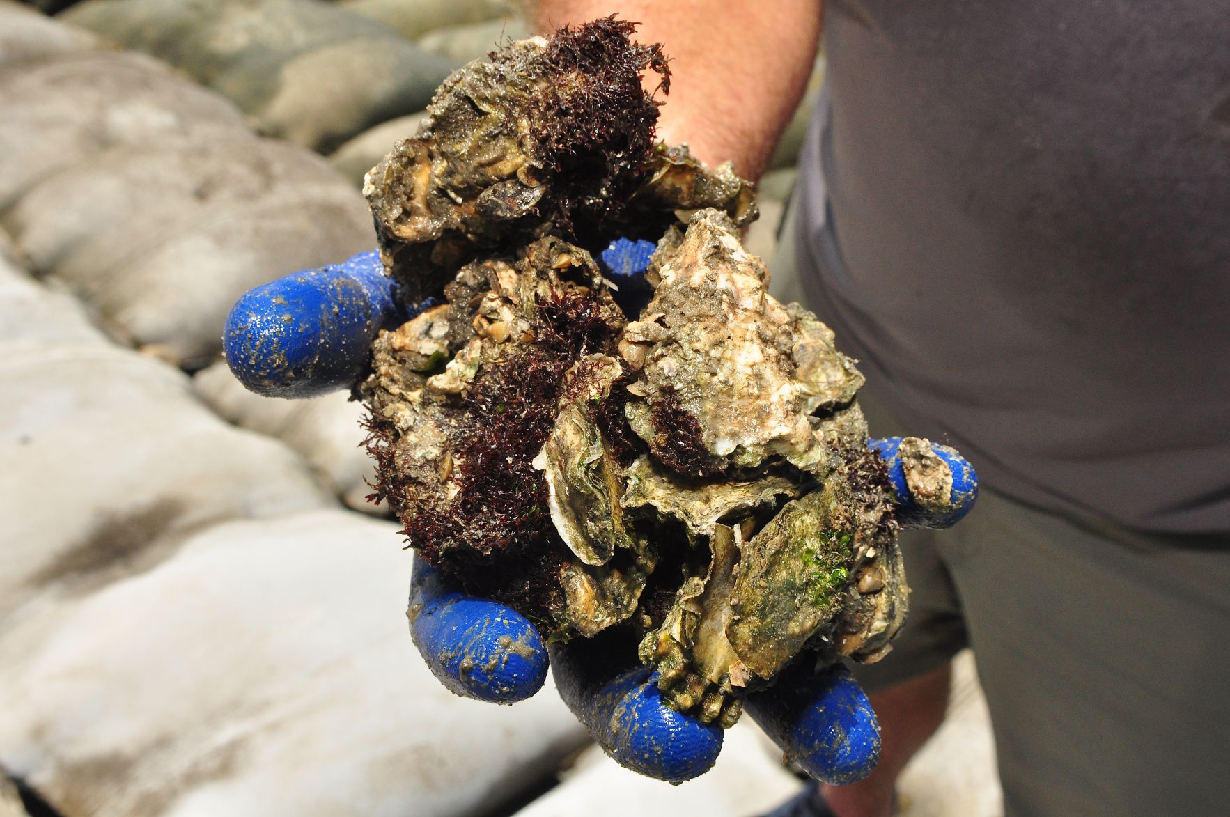 Scouts, volunteers help with Carteret Community College shoreline repairs